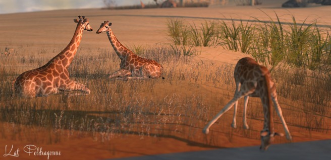 giraffe taking a drink